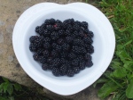 Blackberries!